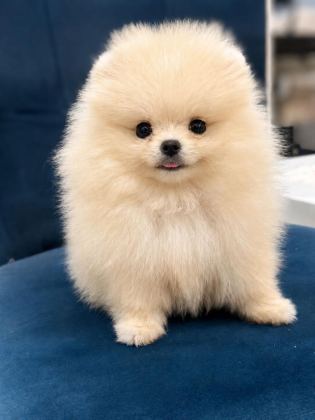 POMERANİAN BOO 80 GÜNLÜK