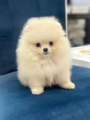POMERANİAN BOO 80 GÜNLÜK