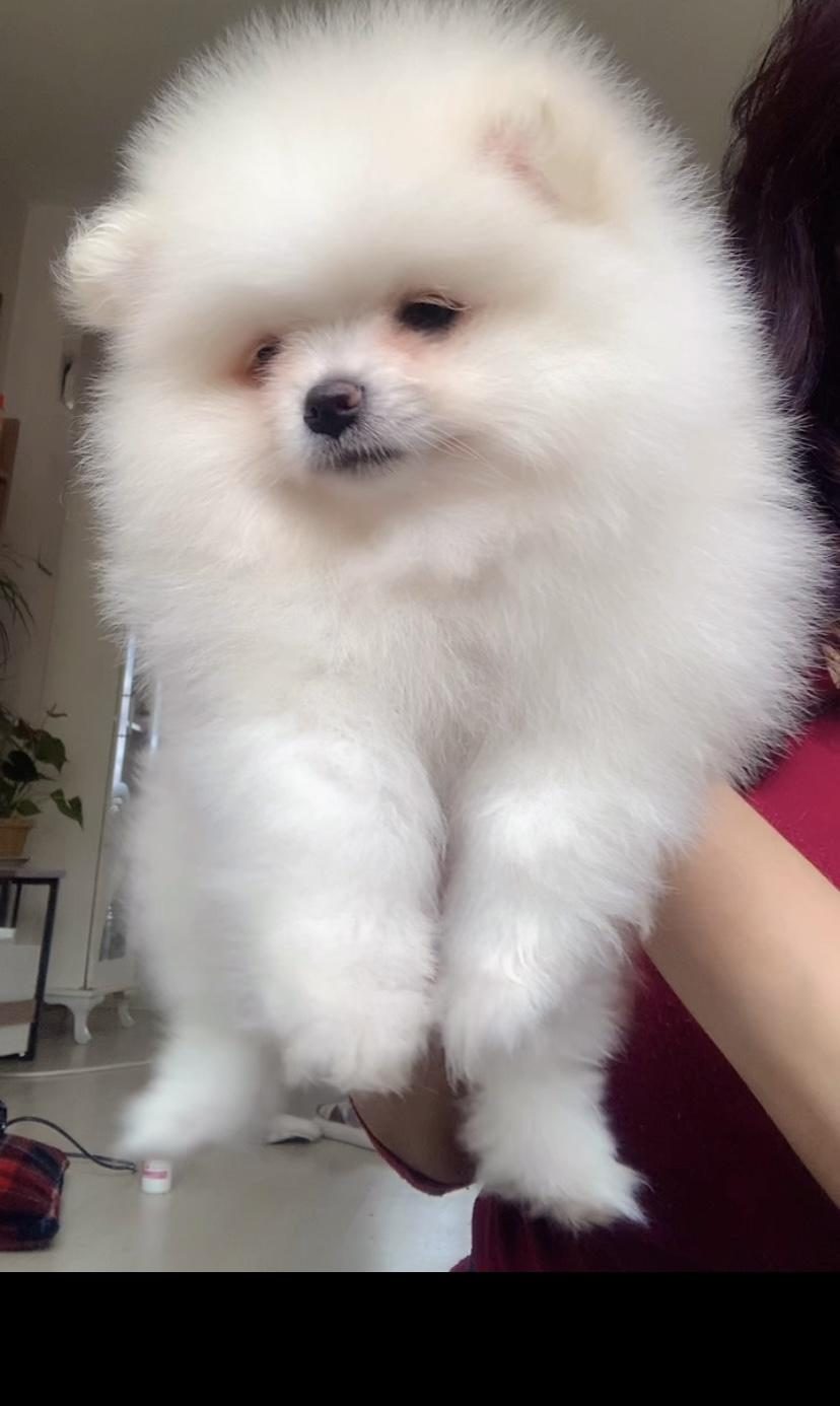 BEYAZ ERKEK POMERANİAN BOO YAVRUM