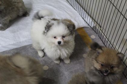 POMERANİAN KÖPEKLER YENİ YUVASINI ARIYOR