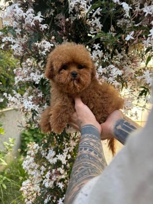 TEACUP TOY POODLE