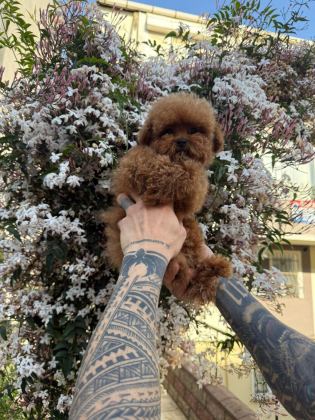 TEACUP TOY POODLE