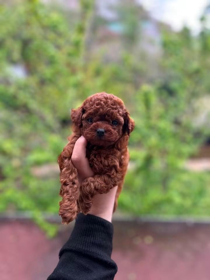 RED TOY POODLE MEVCUT