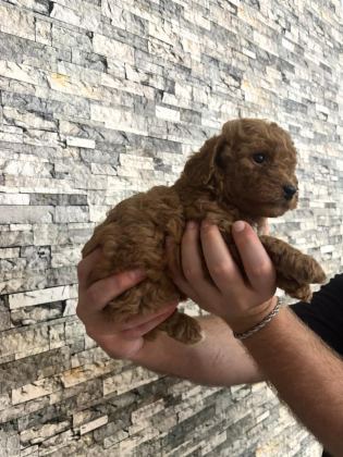TOY POODLE YAVRULARIMIZ