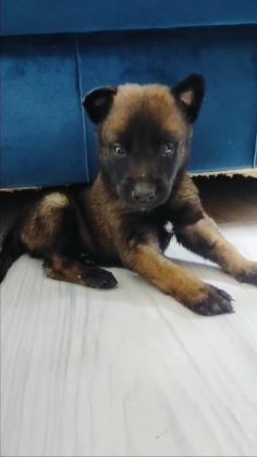 BELÇİKA KURDU YAVRULARIMIZ