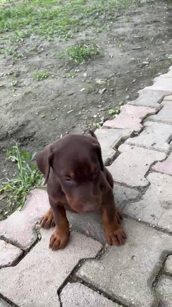 GÜZEL KALİTELİ DOBERMAN