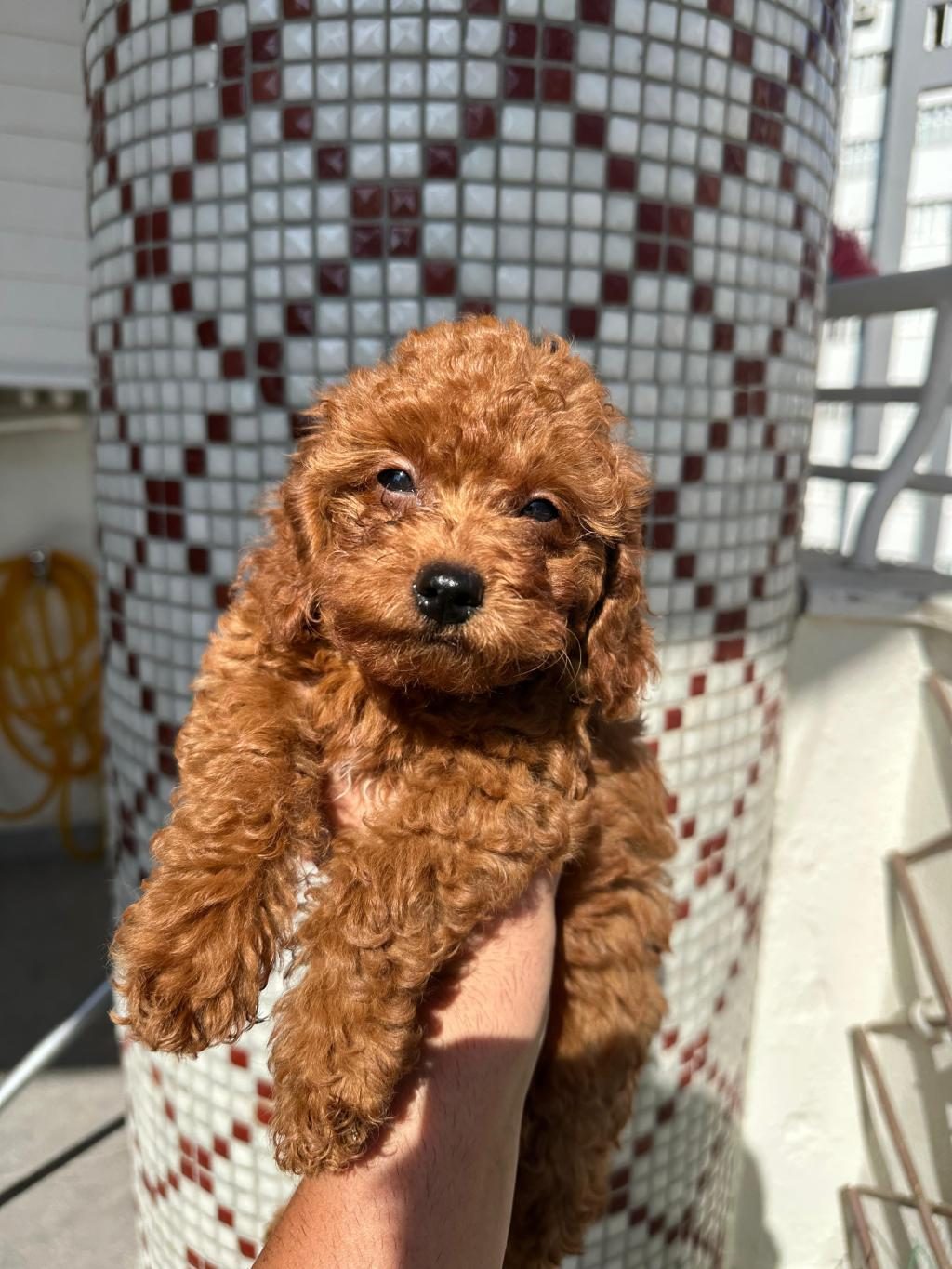 TOY POODLE YAVRULARIMIZ