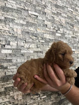 TOY POODLE YAVRULARIMIZ