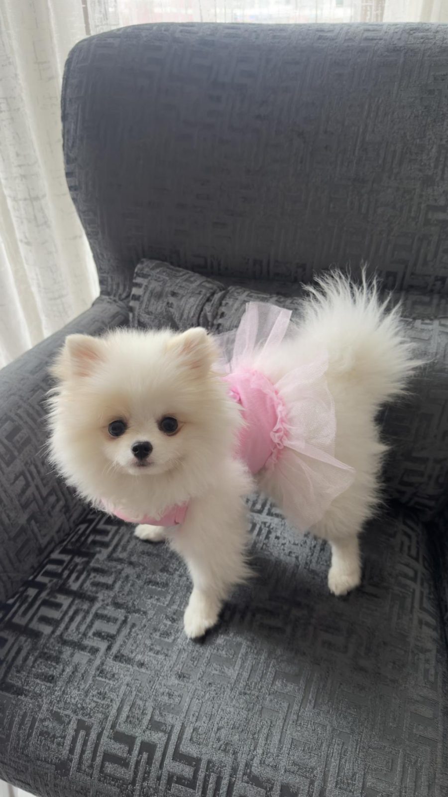POMERANİAN BOO KÖPEĞİ
