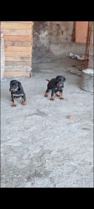 DOBERMAN YAVRULARIMIZ HAZIR