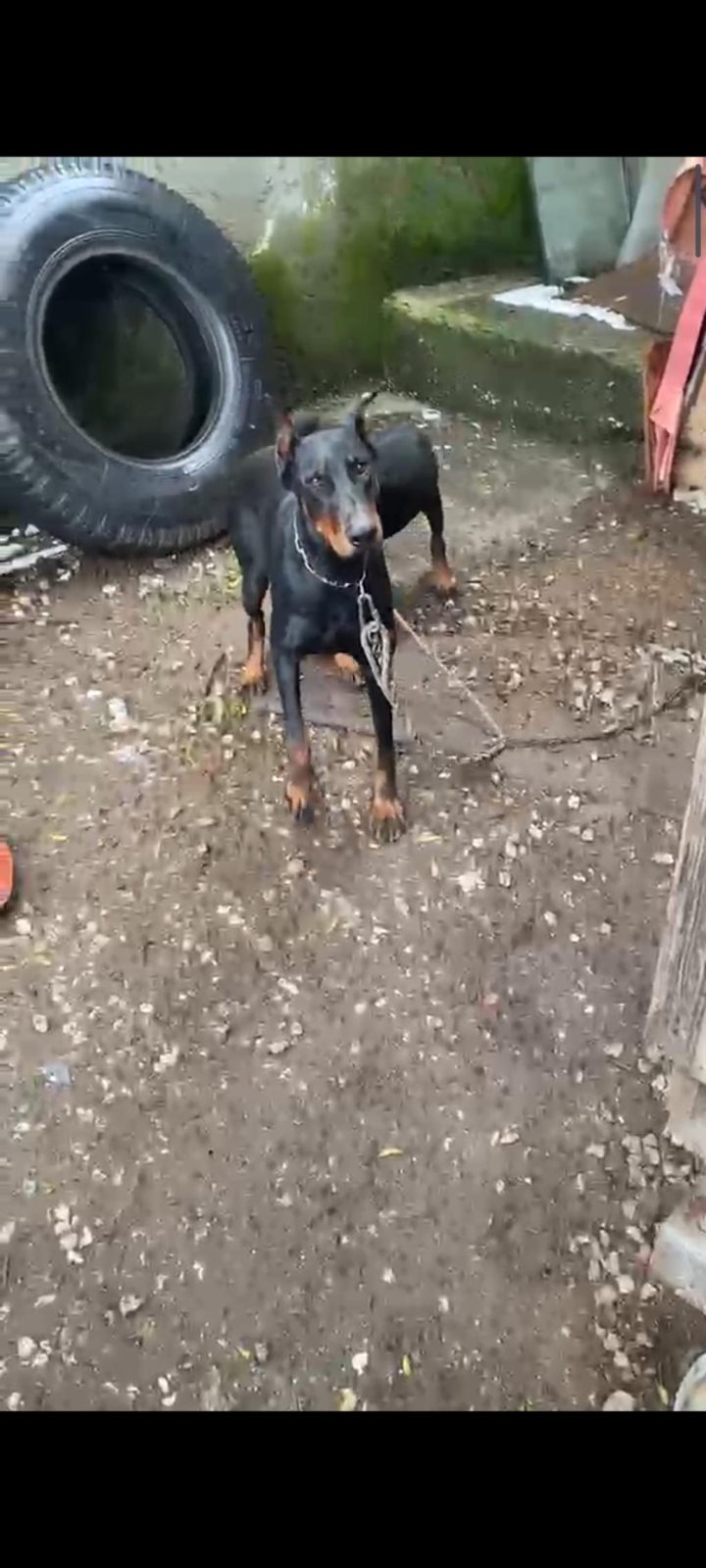 DOBERMAN YAVRULARIMIZ HAZIR
