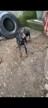 DOBERMAN YAVRULARIMIZ HAZIR