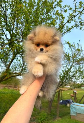 POMERANİAN YAVRULARIMIZ TESLİME HAZIR