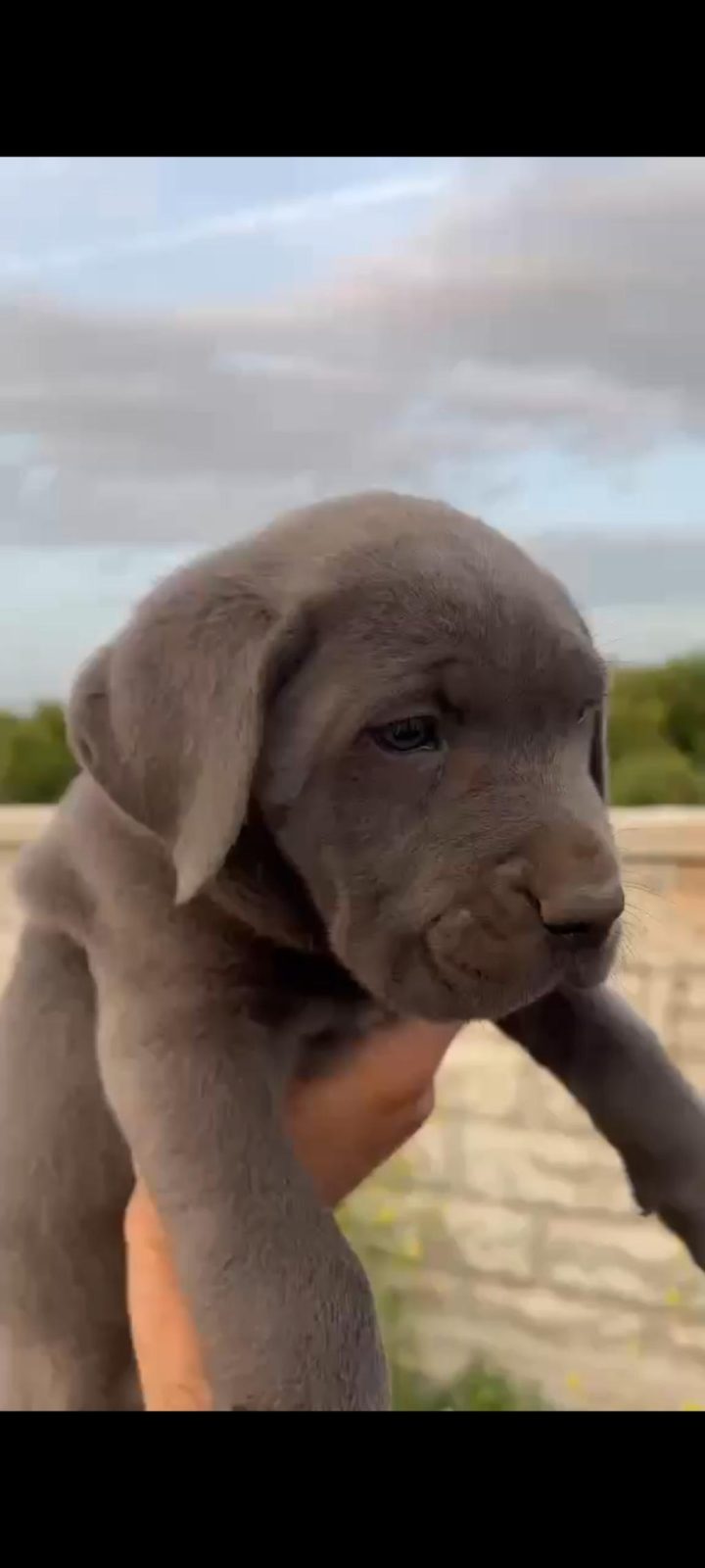 CANE CORSO YAVRULARIMIZ HAZIR