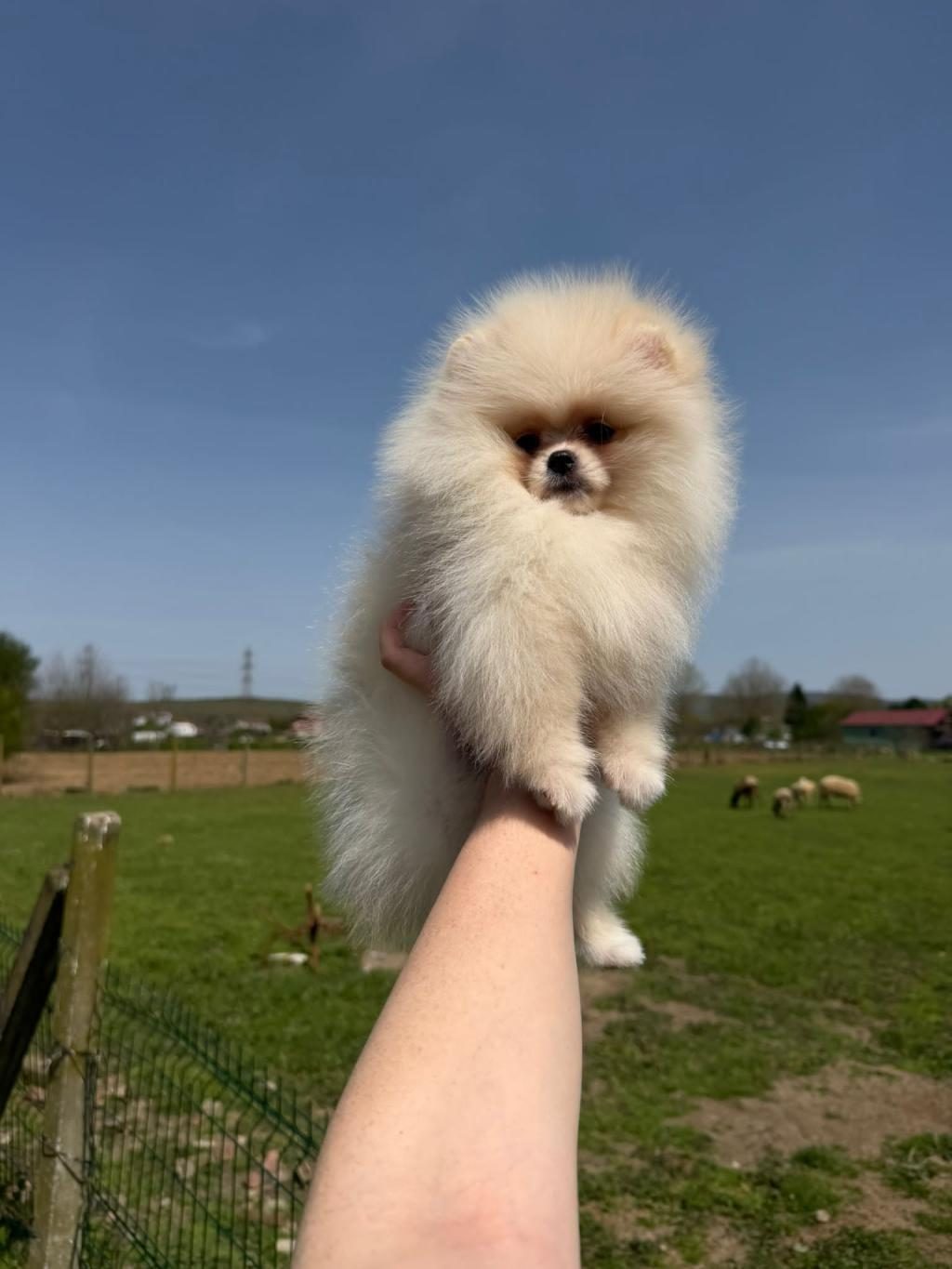 POMERANİAN YAVRULARIMIZ TESLİME HAZIR