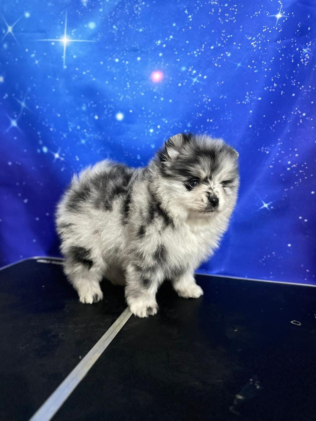 POMERANİAN BLUE MERLE TR TEK