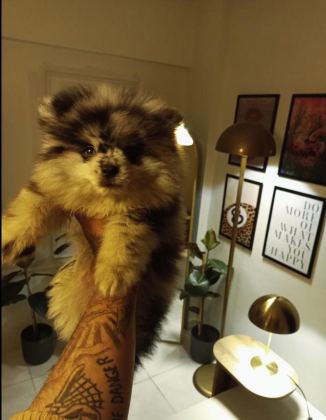 POMERANİAN BLUE MERLE TR TEK
