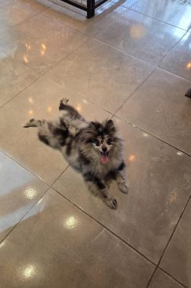 POMERANİAN BLUE MERLE TR TEK
