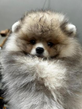 3.5 AYLIK DİŞİ POMERANİAN KÖPEĞİMİZ