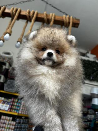 3.5 AYLIK DİŞİ POMERANİAN KÖPEĞİMİZ