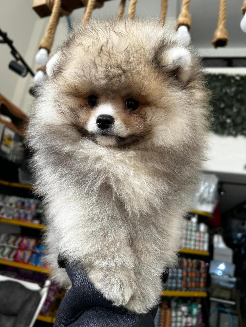 3.5 AYLIK DİŞİ POMERANİAN KÖPEĞİMİZ