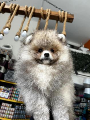 3.5 AYLIK DİŞİ POMERANİAN KÖPEĞİMİZ