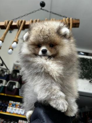 3.5 AYLIK DİŞİ POMERANİAN KÖPEĞİMİZ