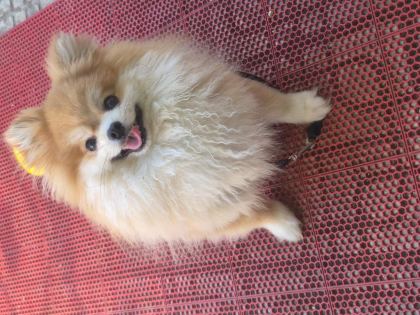 A KALİTE POMERANİAN BOO