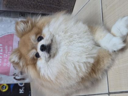 A KALİTE POMERANİAN BOO