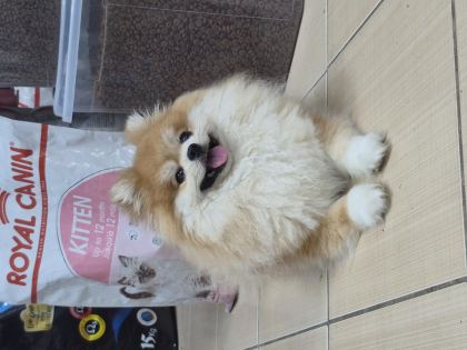 A KALİTE POMERANİAN BOO