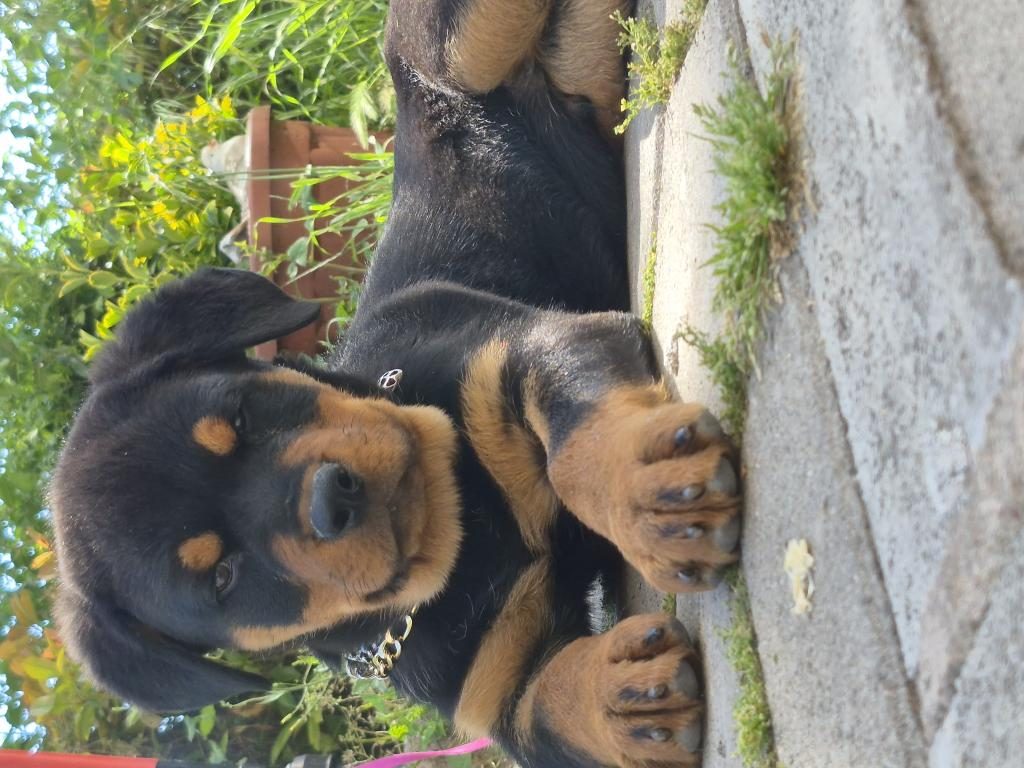 A KALİTE ROTTWEİLER