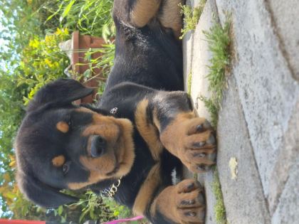 A KALİTE ROTTWEİLER
