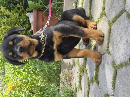 A KALİTE ROTTWEİLER