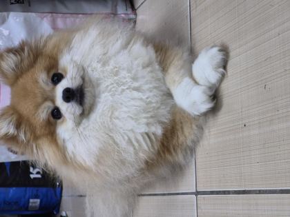 A KALİTE POMERANİAN BOO