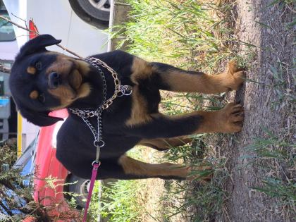 A KALİTE ROTTWEİLER