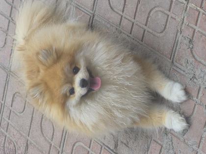 A KALİTE POMERANİAN BOO