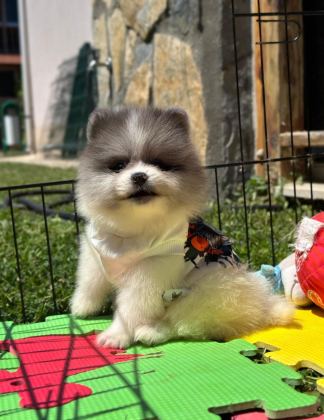 POMERANİAN BOO COLOR RENK BAKIMLI 90 GÜNLÜK