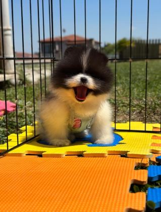 POMERANİAN BOO COLOR RENK BAKIMLI 90 GÜNLÜK