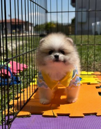 POMERANİAN BOO COLOR RENK BAKIMLI 90 GÜNLÜK