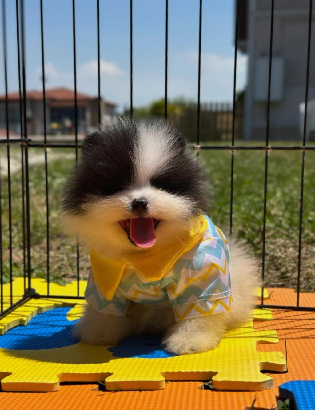 POMERANİAN BOO COLOR RENK BAKIMLI 90 GÜNLÜK