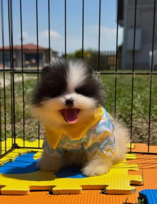 POMERANİAN BOO COLOR RENK BAKIMLI 90 GÜNLÜK