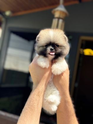 DİŞİ TEACUP BOY AYI SURAT GARANTİLİ POMERANİAN