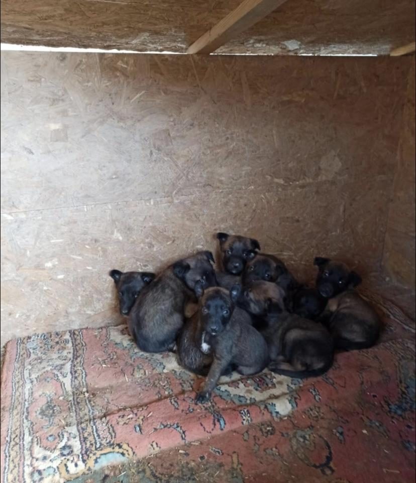 1 AYLIK ERKEK SAFKAN BELÇİKA KURDU