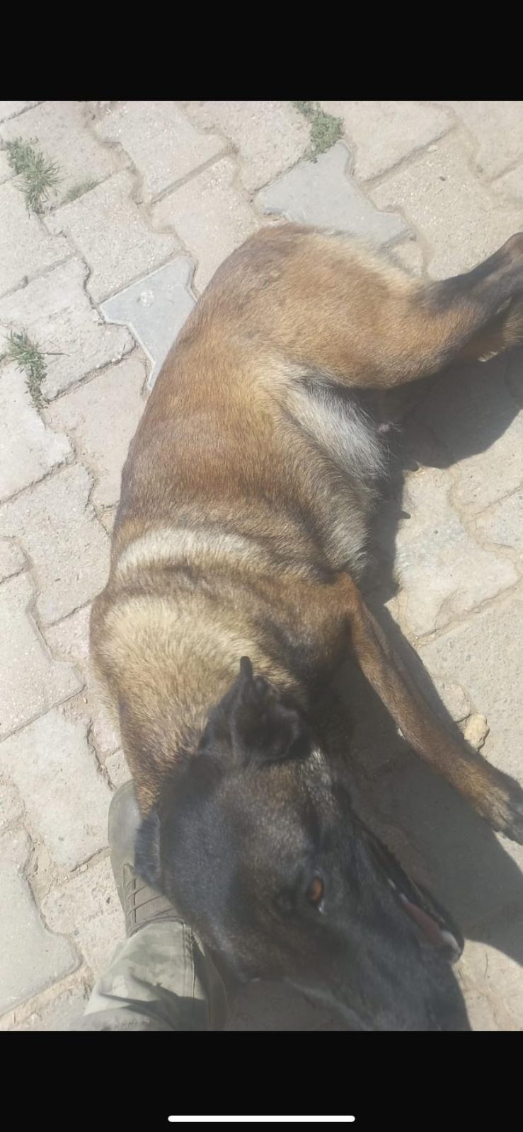 7.5 AYLIK DİŞİ KENDİ YAVRUMDU BELÇİKA KURDU