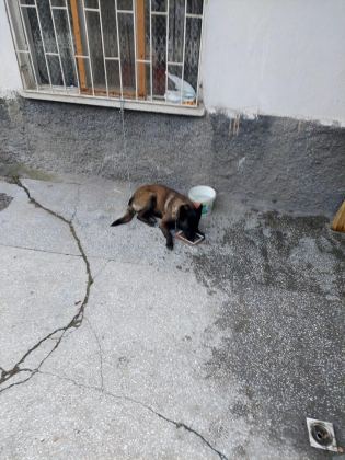 EĞİTİMLİ BELÇİKA KURDU