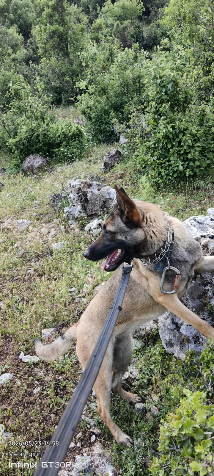 BELÇİKA KURDU BİR BUÇUK YAŞINDA