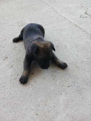 SAFKAN BELÇİKA KURDU MALİNOİS