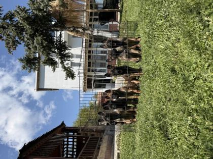 BELÇİKA MALİNOİS YAVRULAR