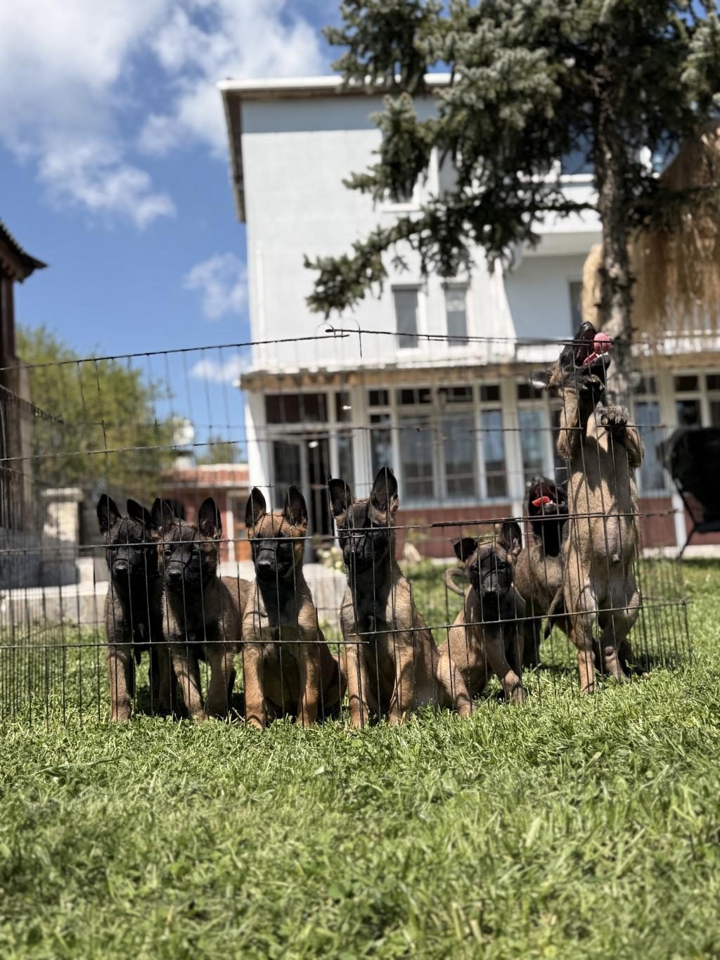 BELÇİKA MALİNOİS YAVRULAR