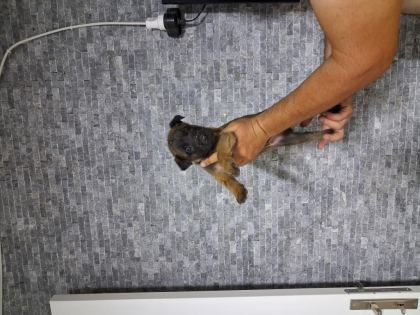 HIRS KÜPÜ BELÇİKA KURDU BEBEKLER